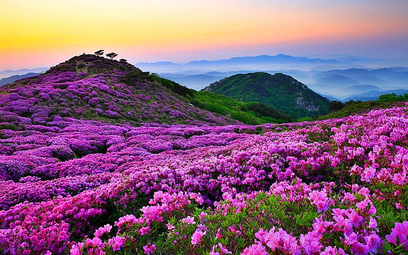 Mountains With Flowers, bloom, mountains, flowers, spring, nature, sky, pink, HD wallpaper