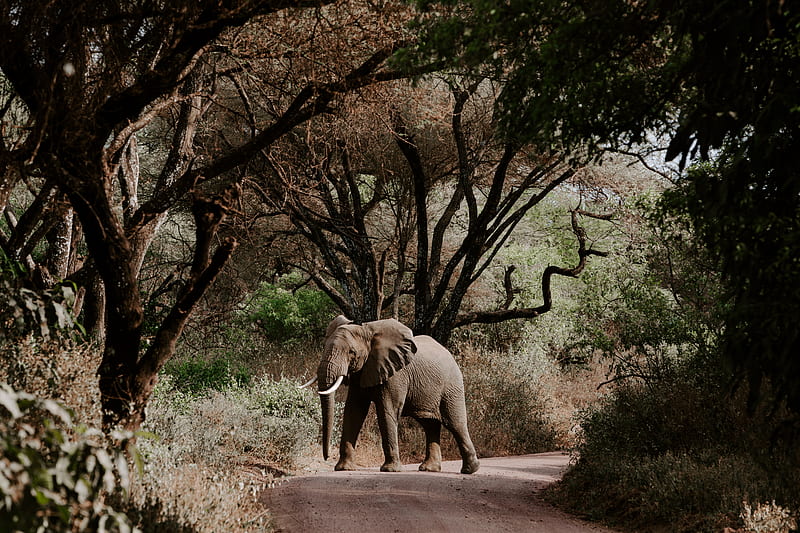 elephant walking on road near bare trees during daytime, HD wallpaper