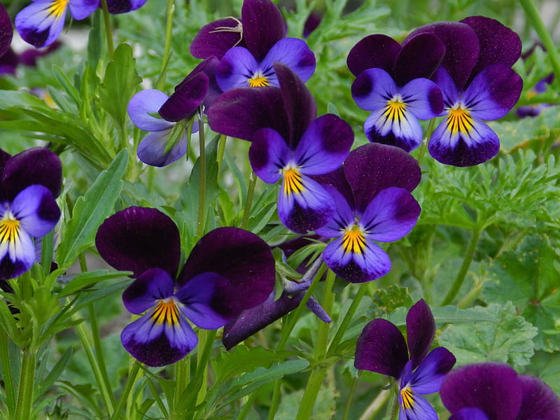 Jardín del pensamiento, pensamientos, verano, grafía, flores, naturaleza,  Fondo de pantalla HD | Peakpx