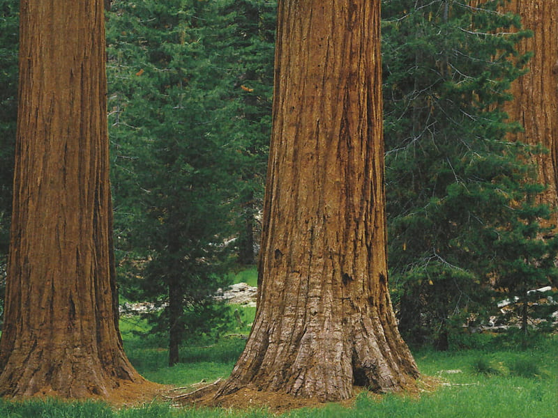Giant Sequoias , forest, graphy, trees, sequoias, scenery, landscape, redwoods, HD wallpaper