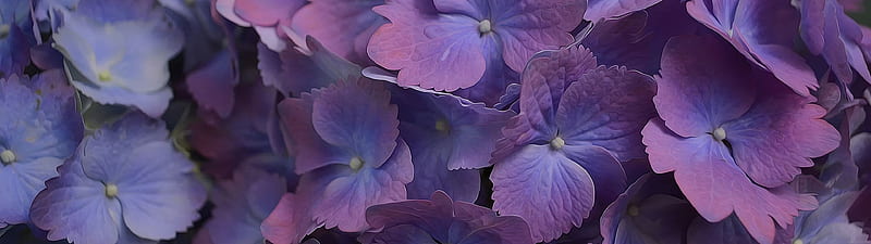 Hortensia púrpura, púrpura, flores, naturaleza, Fondo de pantalla HD |  Peakpx