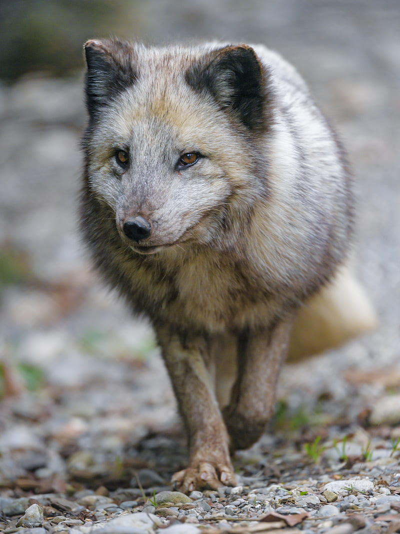 arctic fox, fox, predator, wildlife, HD phone wallpaper