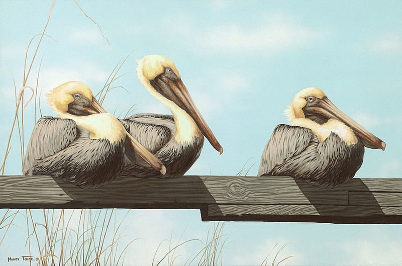 Sit and wait, birds, group, wait, paint, HD wallpaper