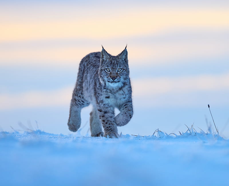 lynx, animal, big cat, snow, wildlife, HD wallpaper