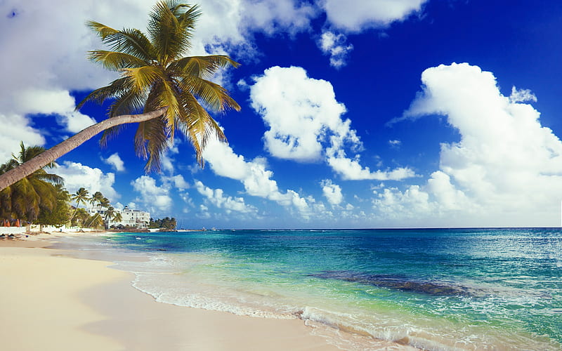Palms, sea, tropical island, beach, summer, summer vacation, HD wallpaper