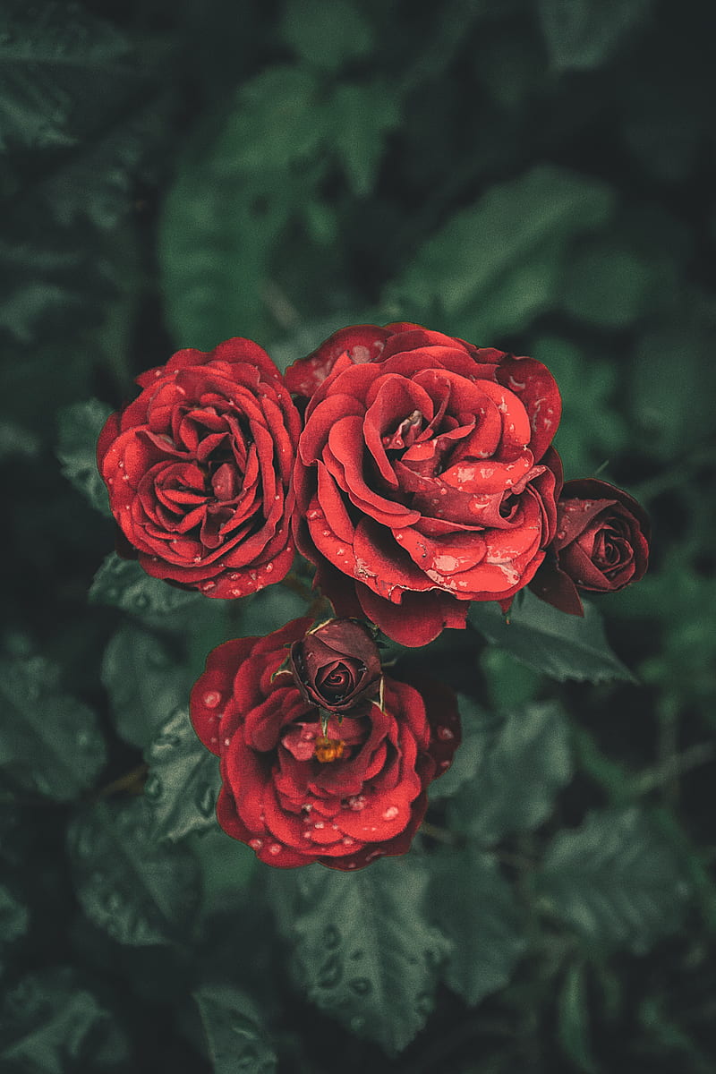 nature, flowers, rose, HD phone wallpaper