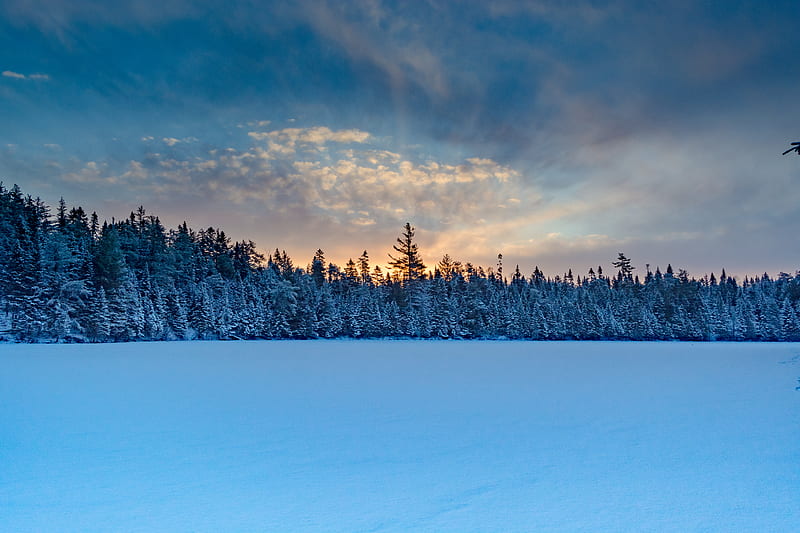 winter forest, spruce, snow, HD wallpaper