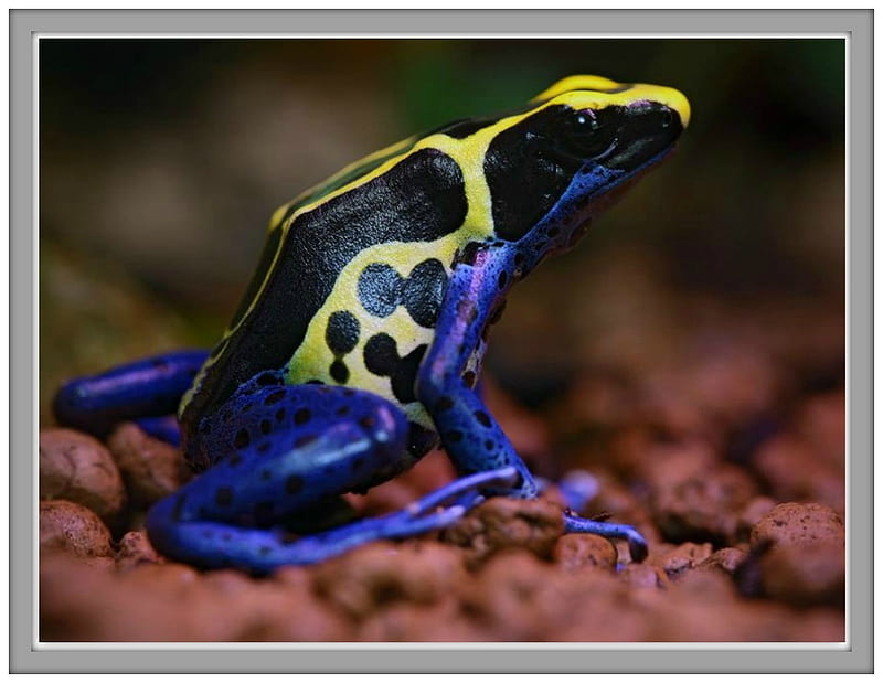 POISON ARROW FROG, NATURE, FROG, POISON, HD wallpaper