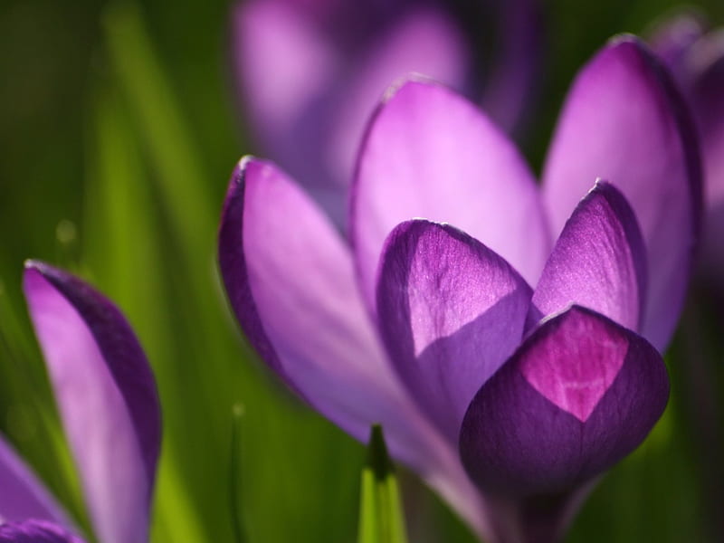 Purple Flowers, bonito, seasons, lovingly, nice, close-up, flowers, beauty, celebrated, amazing, crocus, spring, delicacy, cute, cool, purple, macro, heart, awesome, nature, HD wallpaper
