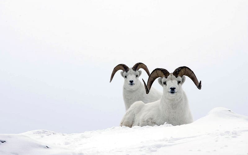 Winter, Snow, Animal, Sheep, Horns, Alaska, Dall, Dall Sheep, HD wallpaper