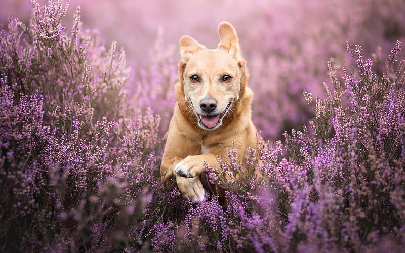 labrador, bokeh, lavender, retriever, pets, running dog, cute animals, labradors, golden retriever, HD wallpaper