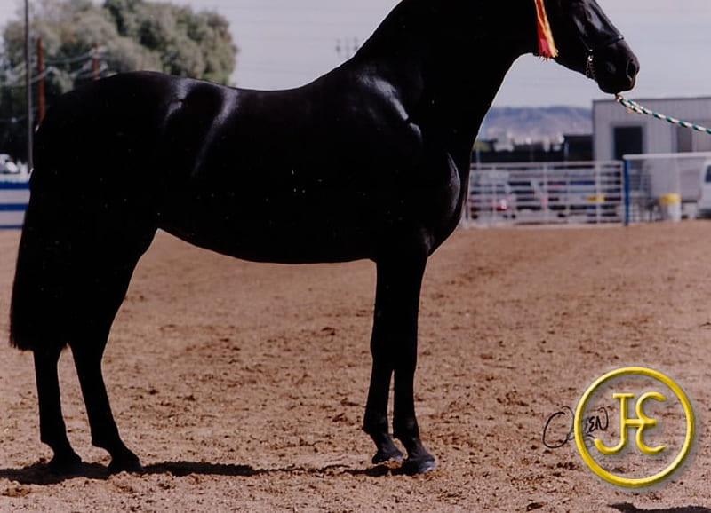 Blacky Andy, spanish stallion, stallion, andalusian, animals, horses, black horses, spain, HD wallpaper