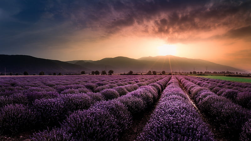 Flowers, Lavender, Field, Flower, Nature, Purple Flower, Sunset, HD wallpaper