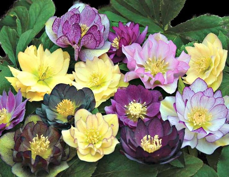 Double Dream English Thorough Bred Helleborus , Purple, Yellow, Flowers, Nature, HD wallpaper