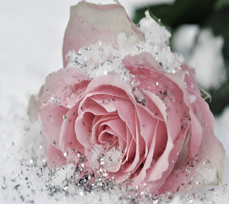 Frozen Rose, lovely, rose, glitter, bonito, silver, winter, sweet, cute, snow, ice, flower, beauty, nature, white, pink, HD wallpaper
