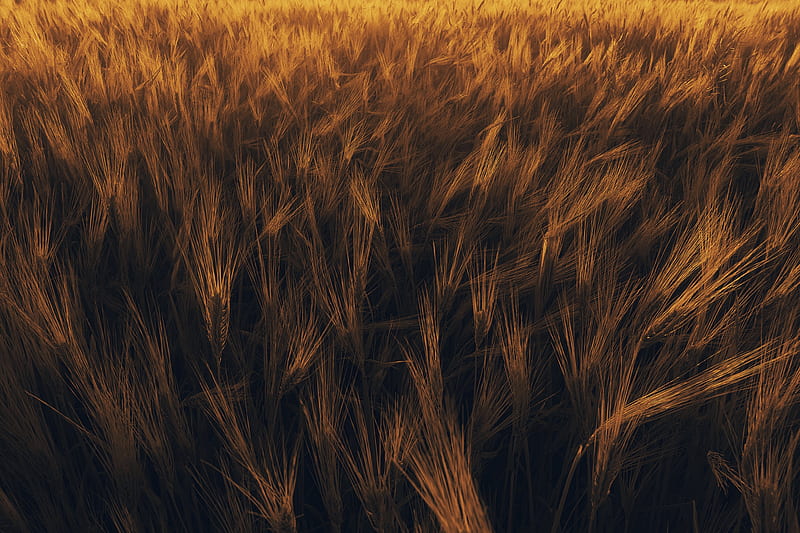 ears, wheat, plant, field, HD wallpaper