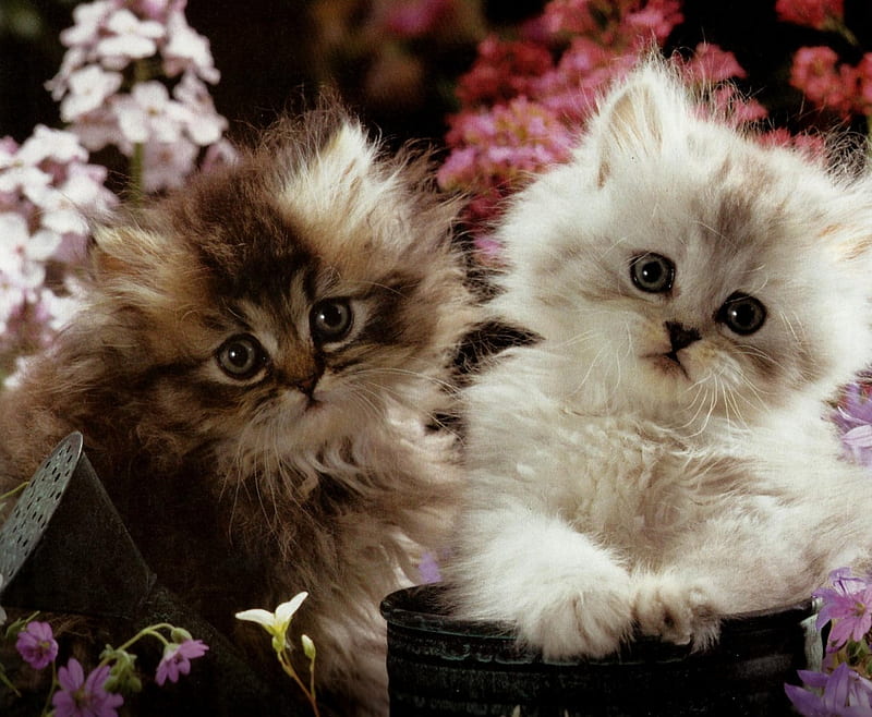 Two kittens in a flowerpot, feline, water can, kittens, flowers, flowerpot, HD wallpaper