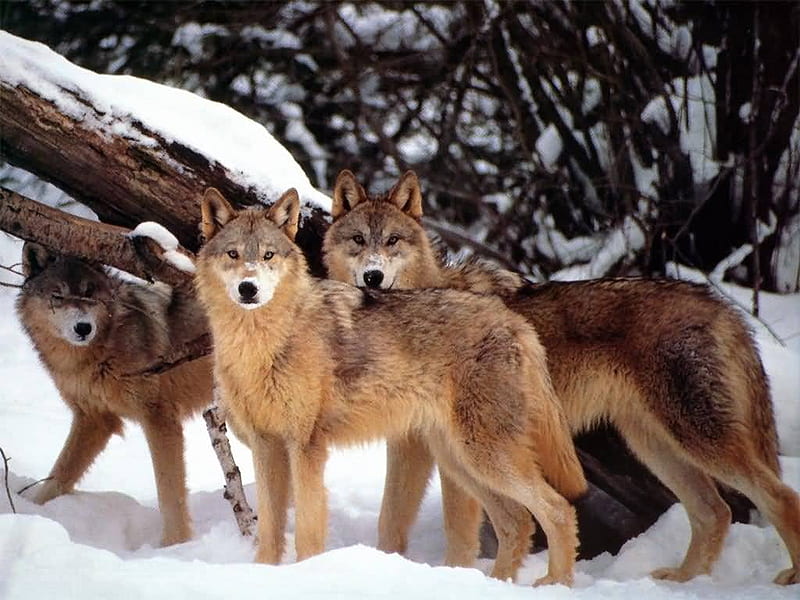 A PACK OF WOLVES, georgeous, majestic, bonito, wolves, HD wallpaper ...