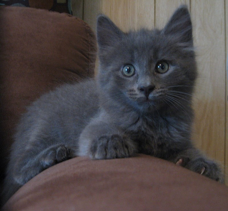Sir Solstice the Magnificent 2, cute, affectionate, blue russian, gray, soft, cat, kitten, cuddly, HD wallpaper