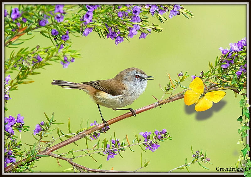 BIRD ON A BRANCH, BIRD, CUTE, LITTLE, HD wallpaper | Peakpx