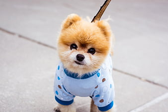 Boo the cutest dog, table, food, canine, dog, HD wallpaper