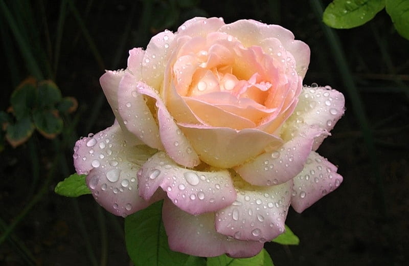 Beautiful Rose, garden, flower, amazing, rose, HD wallpaper