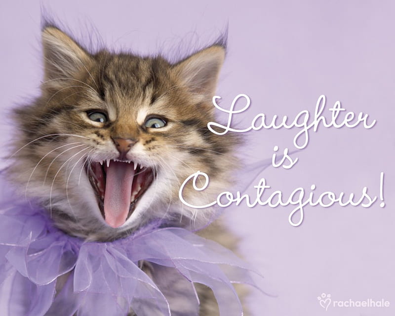 Laughter is contagious!, chuckle, cat, tongue, animal, rachael hale, purple, funny, kitten, pink, HD wallpaper