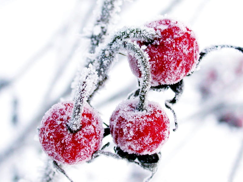 COLD, cherries, red, winter, HD wallpaper