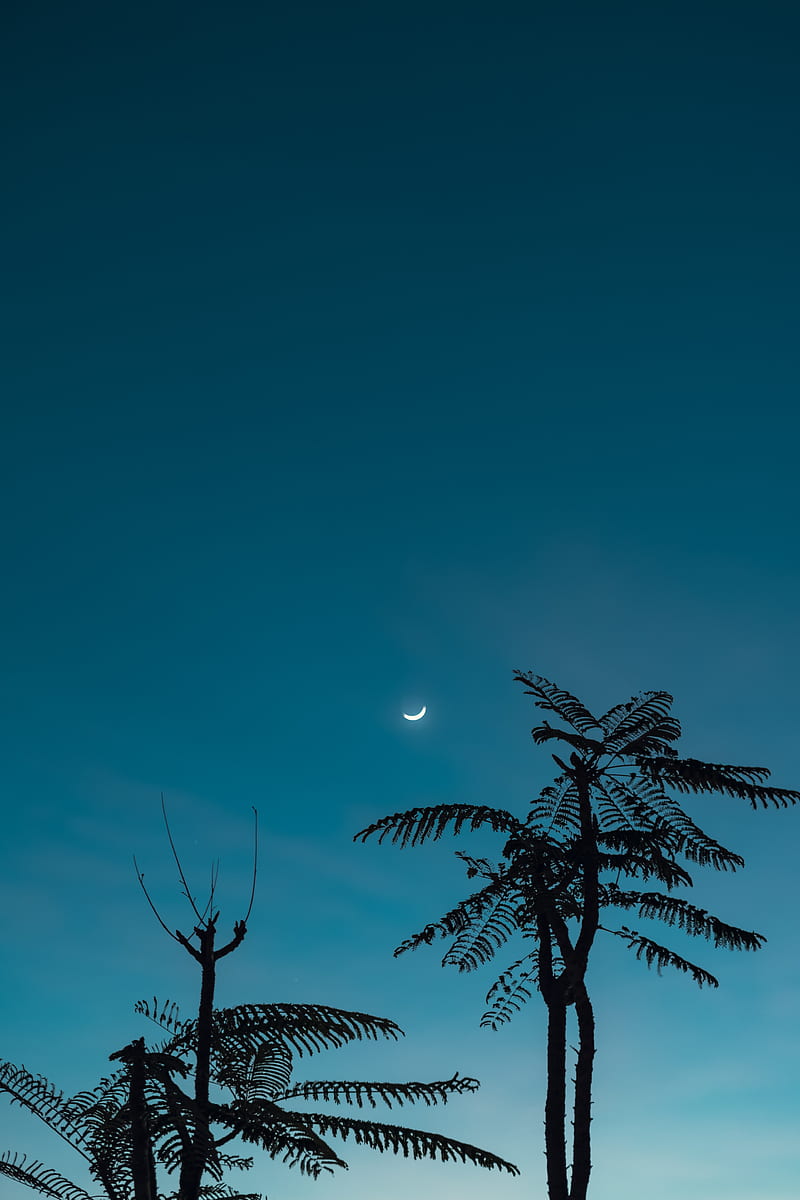 Tree, moon, branches, sky, HD phone wallpaper | Peakpx