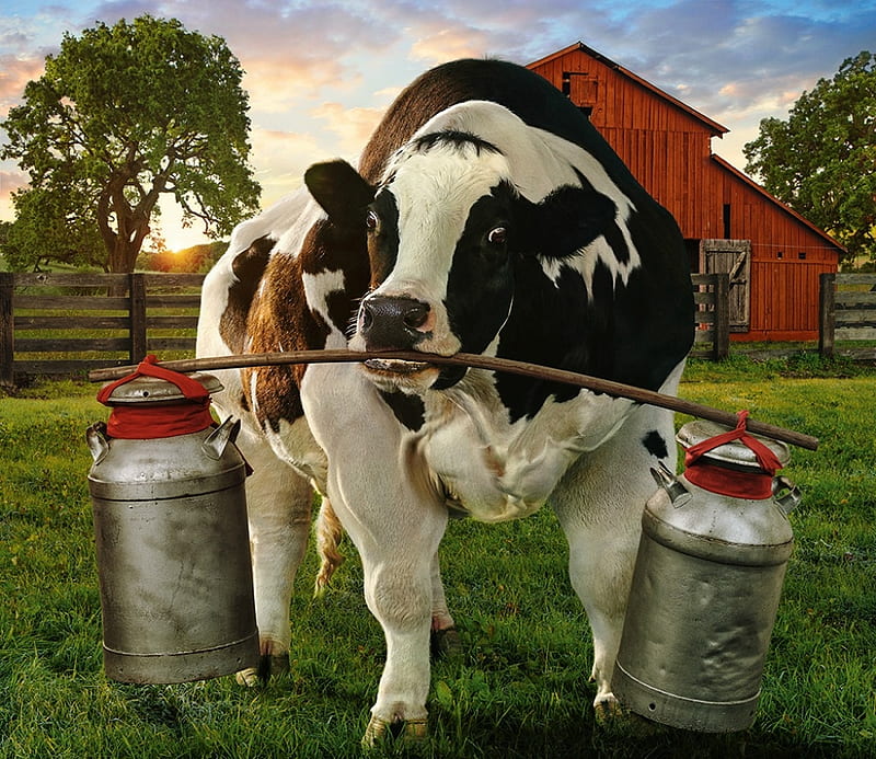 The Good Milk, cow, andy mahr, creative, bucket, fantasy, add, vaca, milk, funny, commercial, HD wallpaper