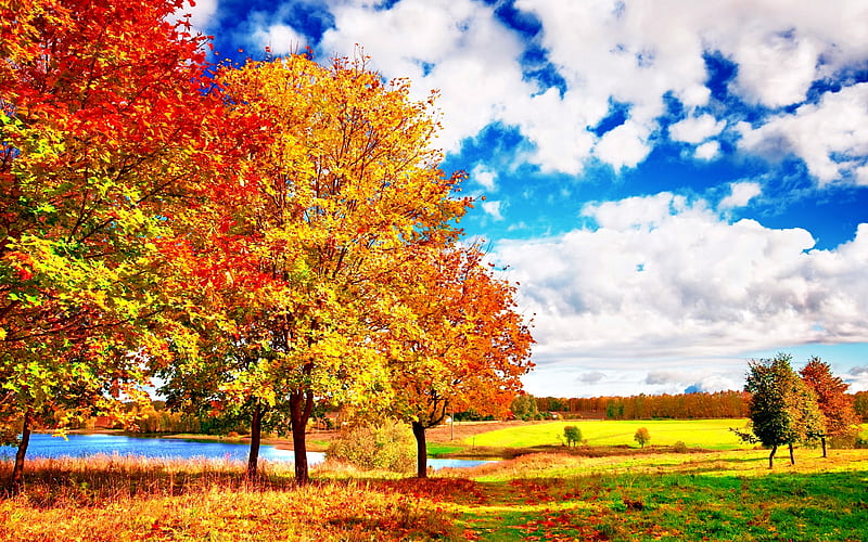 4K free download | AUTUMN, enchanting nature, colors, trees, sky, leaf ...