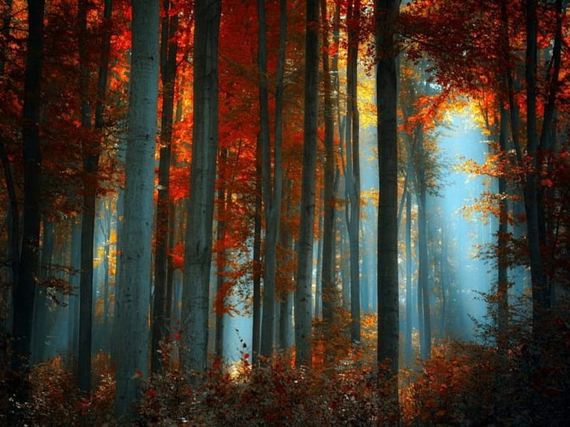 Hazy blues, forest, autumn, light, mist, HD wallpaper | Peakpx