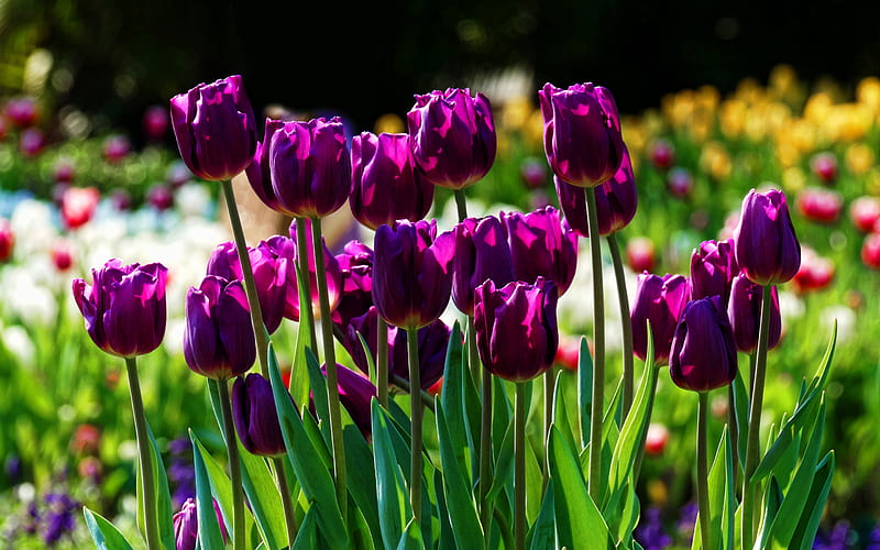violet tulips, macro, spring, violet flowers, tulips, bokeh, spring flowers, HD wallpaper