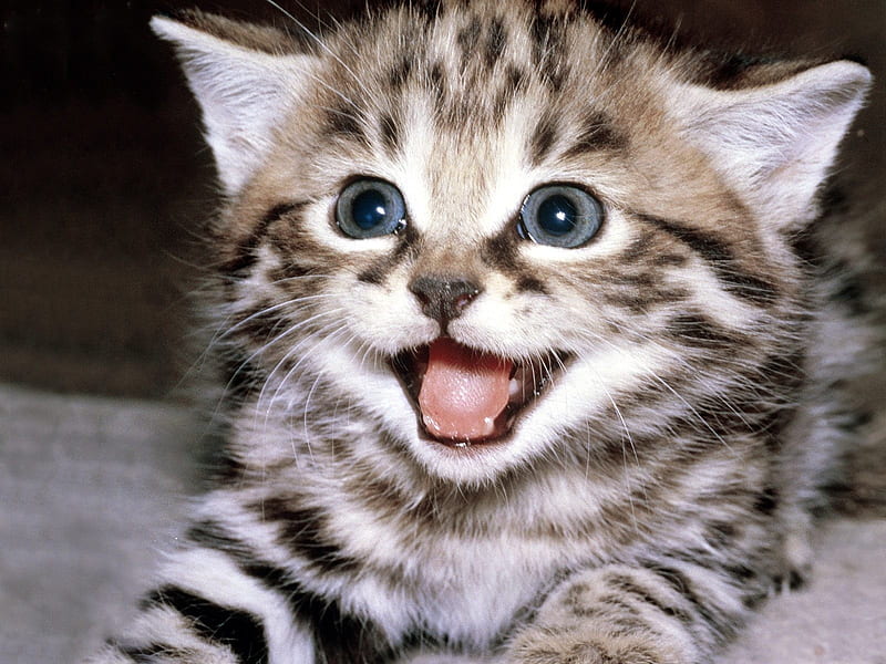 Cat games-Cute little kitty cat living, HD wallpaper