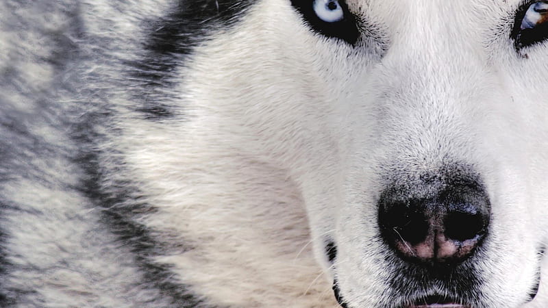 Wolf, alaska, black, winter, gris, wolves, white, siberia, pack, HD wallpaper