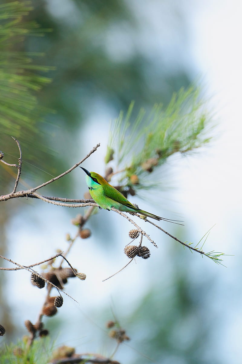 blue-tailed bee-eater, bird, branch, focus, HD phone wallpaper
