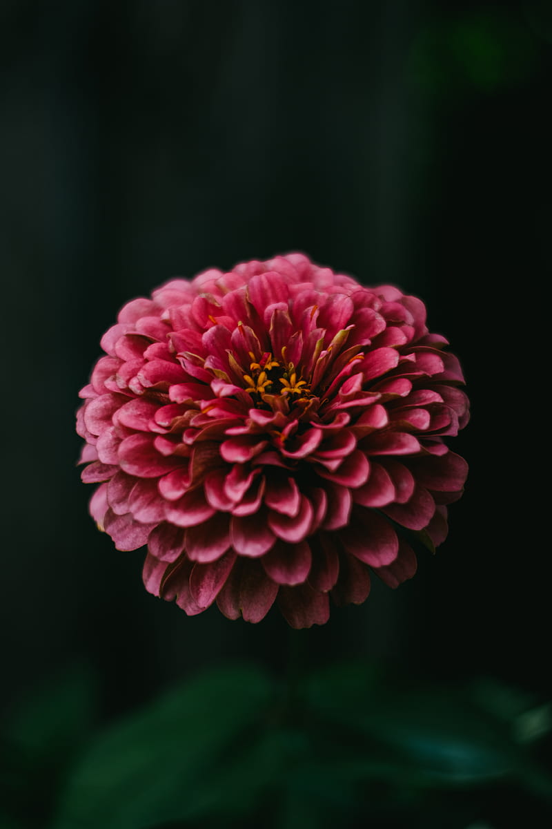 pink dahlia in bloom close up, HD phone wallpaper