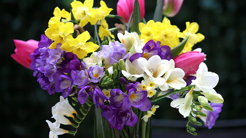 Spring flowers, yellow, spring, bouqeut, sia, purple, flower, white, pink, tulip, HD wallpaper