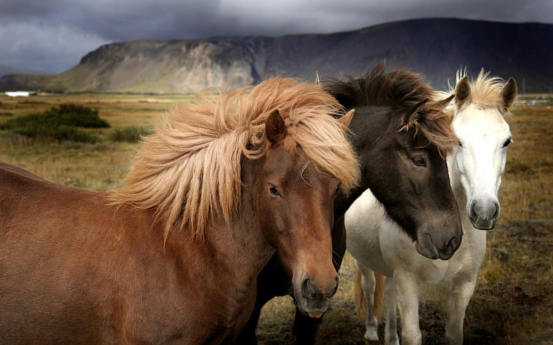 Icelandic horses, horse, iceland, icelandig, animals, HD wallpaper
