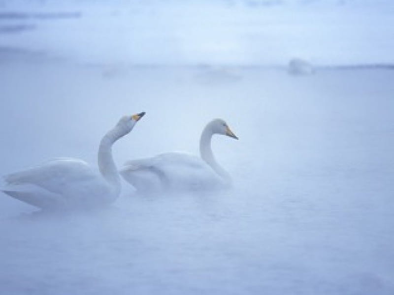 OUT OF THE MIST, lakes, water, birds, wetlands, swans, animals, HD wallpaper
