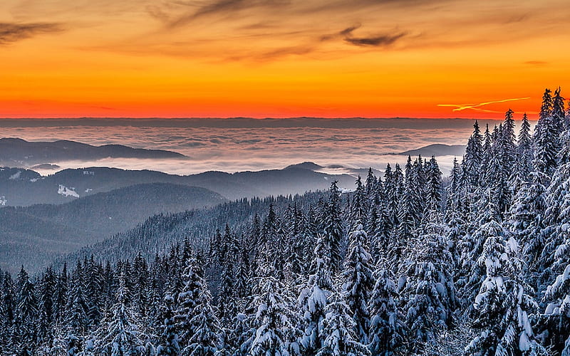 Tranquil Scene, forest, snow, mountains, sunrise, clouds, Bolgaria, fog, Winter, Rhodope mountains, HD wallpaper