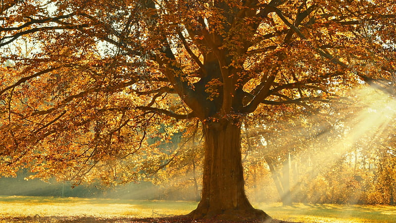 Fall, sunrays, tree, autumn, yellow leaves, Nature, HD wallpaper | Peakpx