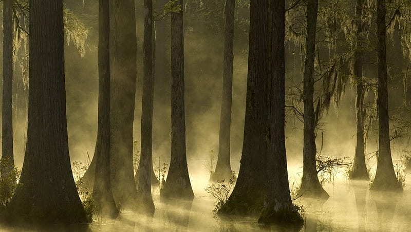Cypress Mist Sunrise Trees, nature, forests, trees, fog, mist, HD wallpaper