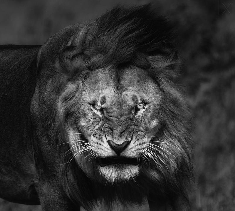 Lion King angry, animal, bad, black, eyes, gray, nature, HD wallpaper