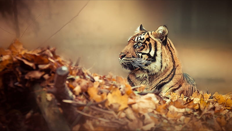 tiger in autumn, autumn, tiger, big, cats, HD wallpaper