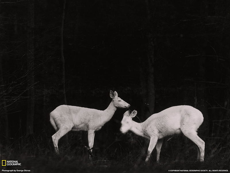Deer Michigan-National Geographic graphy, HD wallpaper