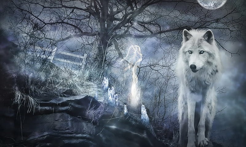 Mystic Moments, wolf, night, mystic, momet, HD wallpaper | Peakpx