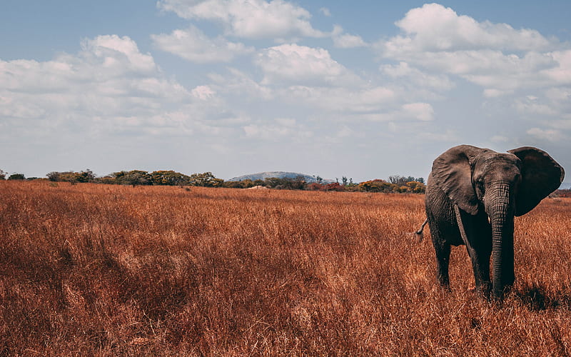 elephant, grassland, african steppe, savannah, Africa, wildlife, Loxodonta africana, HD wallpaper