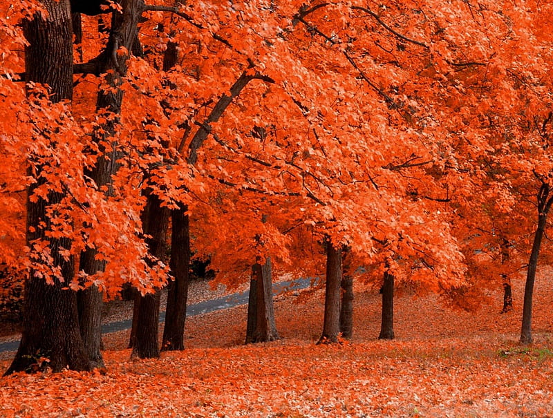 fall trees orange