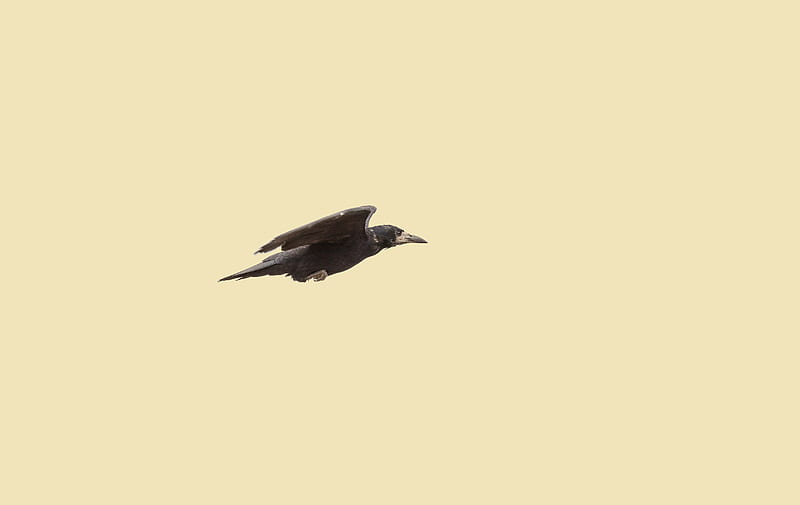 flying raven wallpaper